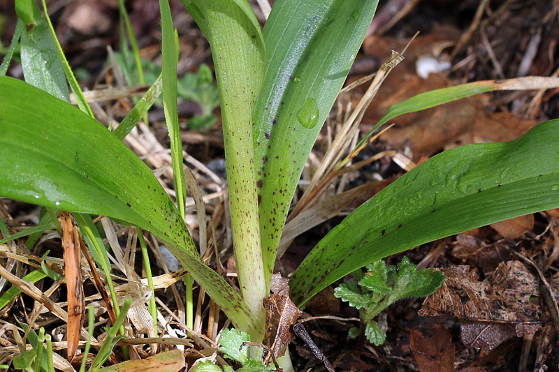 Orchis mascula subsp. speciosa / Orchide elegante